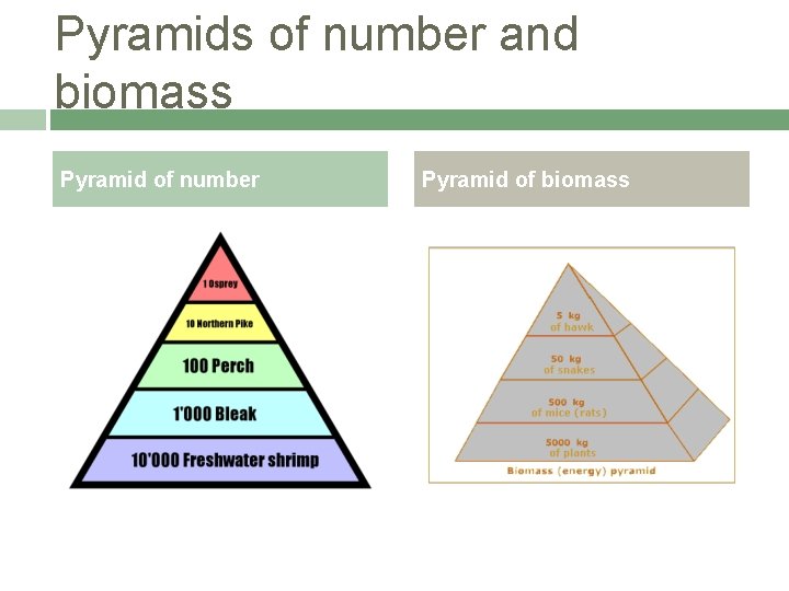 Pyramids of number and biomass Pyramid of number Pyramid of biomass 