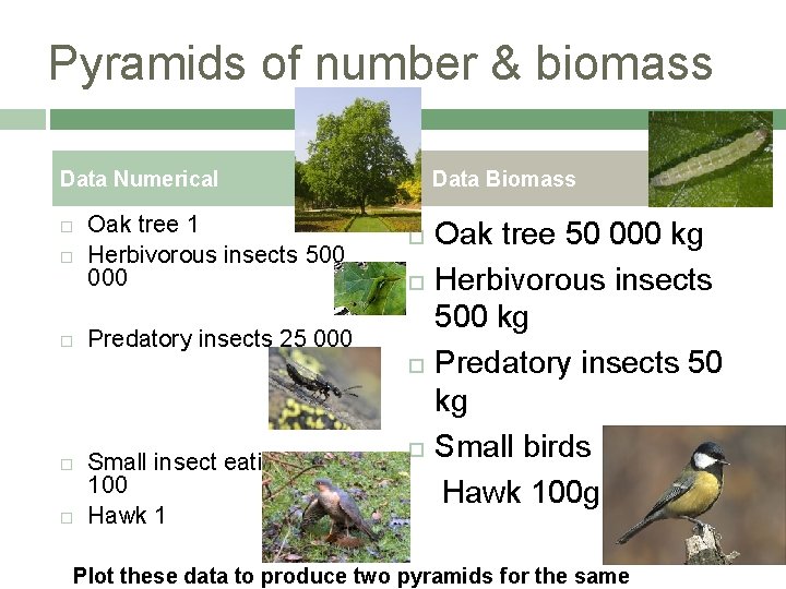 Pyramids of number & biomass Data Numerical Oak tree 1 Herbivorous insects 500 000