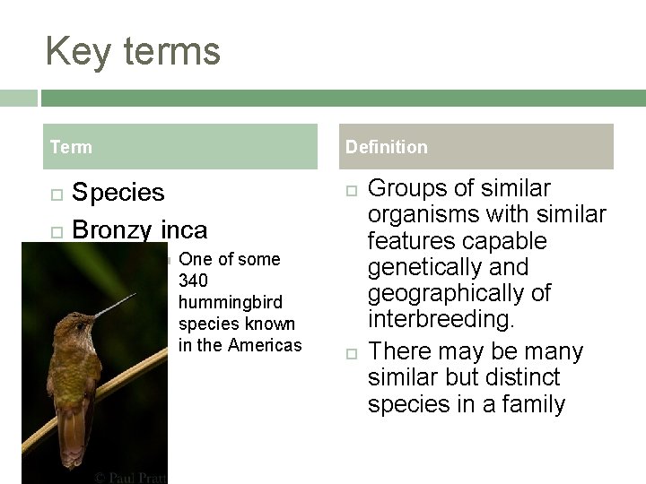 Key terms Term Definition Species Bronzy inca One of some 340 hummingbird species known