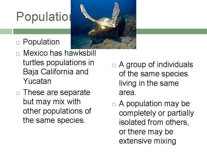 Population Population Mexico has hawksbill turtles populations in Baja California and Yucatan These are