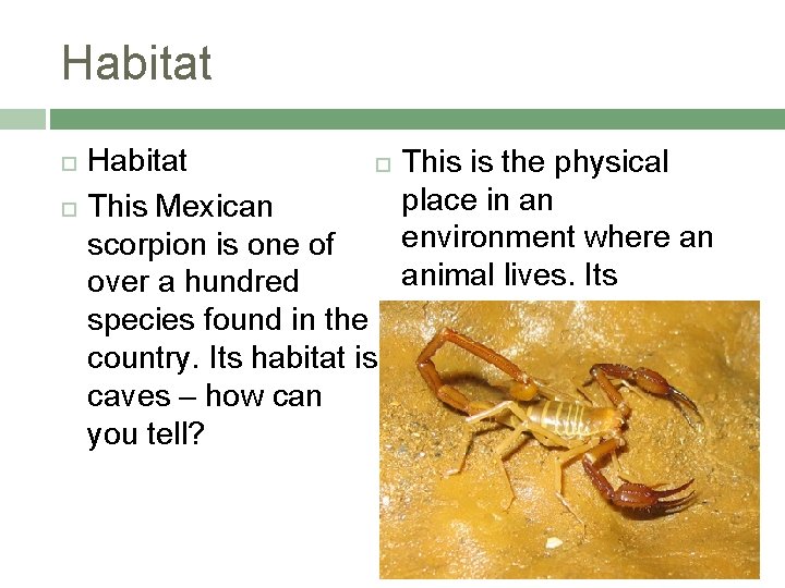 Habitat This Mexican scorpion is one of over a hundred species found in the