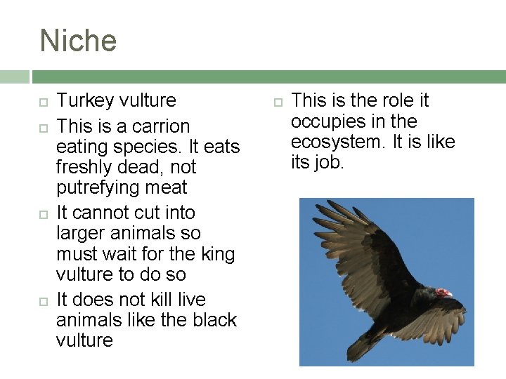 Niche Turkey vulture This is a carrion eating species. It eats freshly dead, not