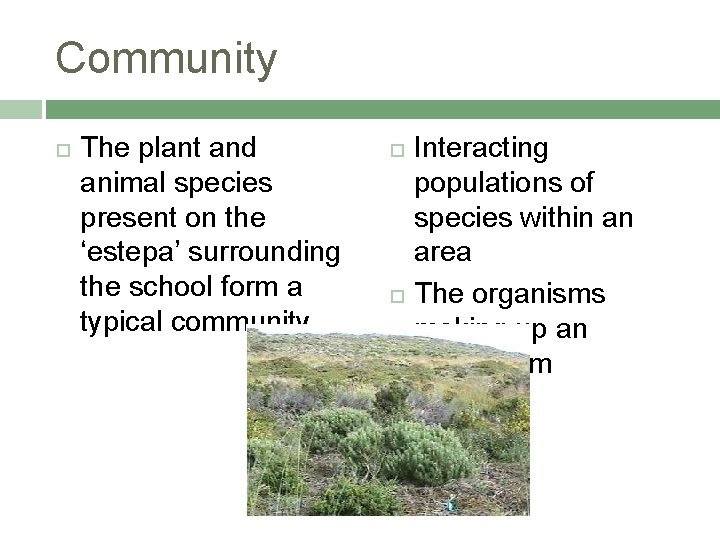 Community The plant and animal species present on the ‘estepa’ surrounding the school form