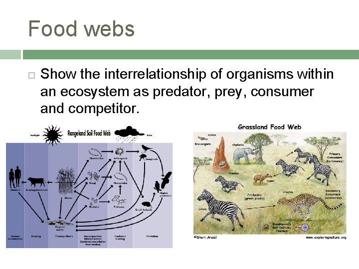 Food webs Show the interrelationship of organisms within an ecosystem as predator, prey, consumer