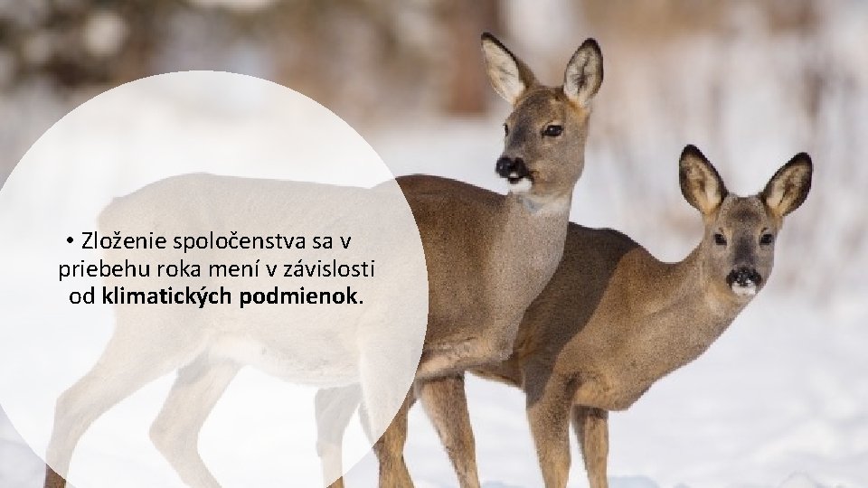  • Zloženie spoločenstva sa v priebehu roka mení v závislosti od klimatických podmienok.