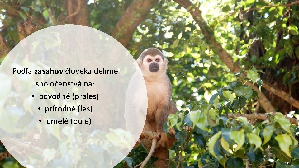 Podľa zásahov človeka delíme spoločenstvá na: • pôvodné (prales) • prírodné (les) • umelé