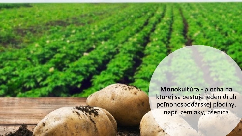 . Monokultúra - plocha na ktorej sa pestuje jeden druh poľnohospodárskej plodiny. napr. zemiaky,