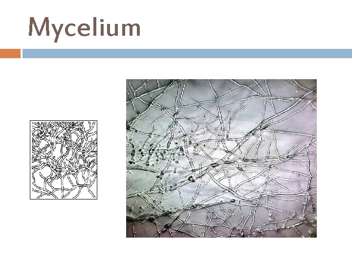 Mycelium 