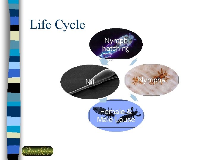 Life Cycle Nymph hatching Nymphs Nit Female & Male Louse 