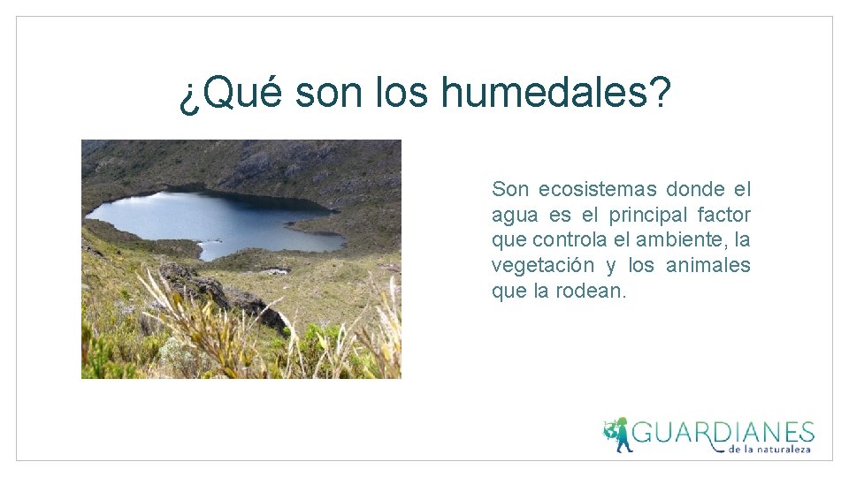 ¿Qué son los humedales? Son ecosistemas donde el agua es el principal factor que