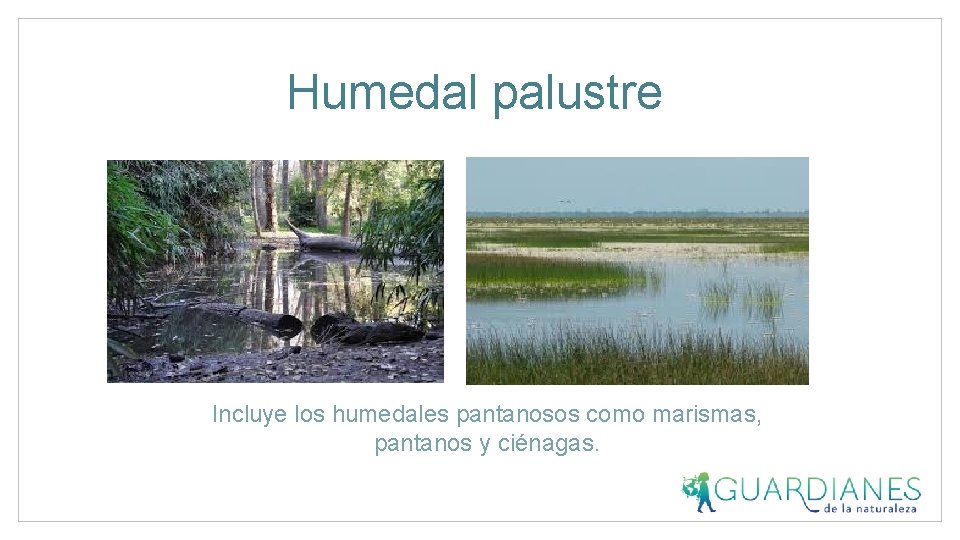 Humedal palustre Incluye los humedales pantanosos como marismas, pantanos y ciénagas. 