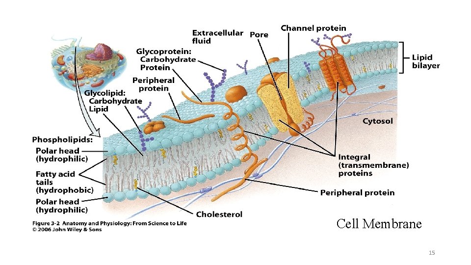 Cell Membrane 15 