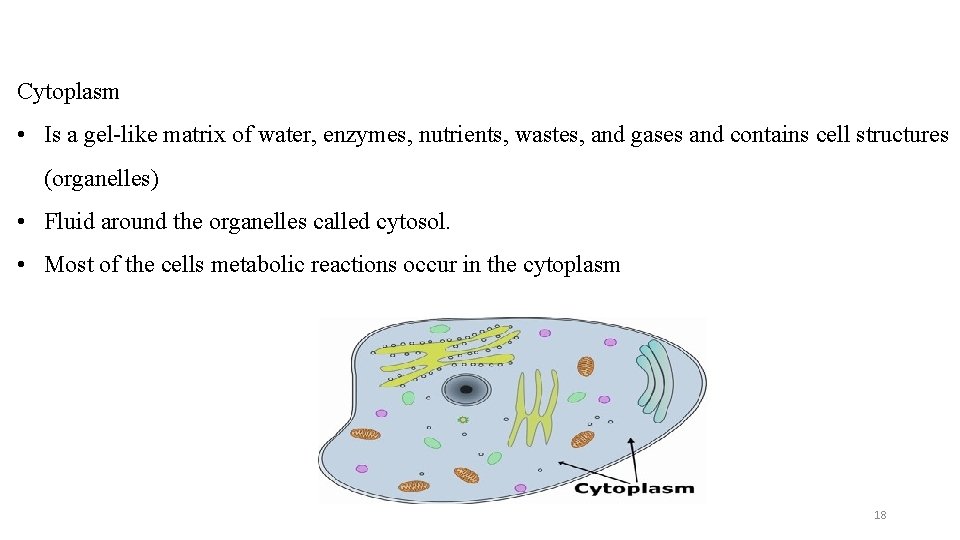 Cytoplasm • Is a gel-like matrix of water, enzymes, nutrients, wastes, and gases and