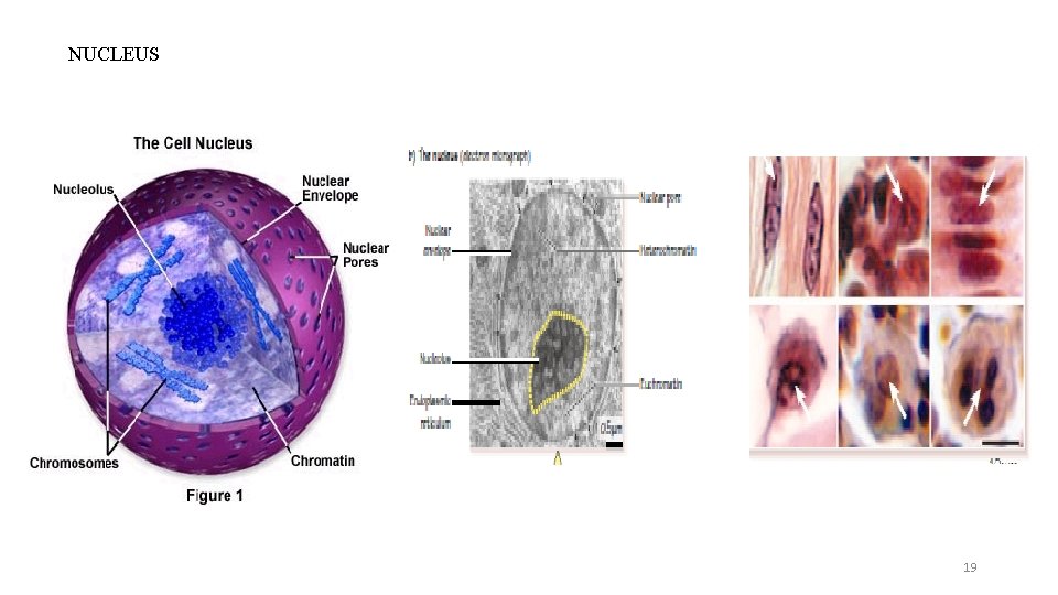 NUCLEUS 19 