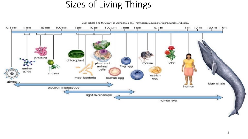 Sizes of Living Things 2 