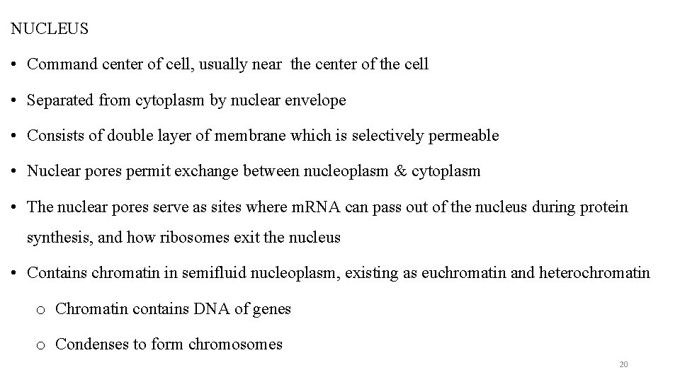 NUCLEUS • Command center of cell, usually near the center of the cell •
