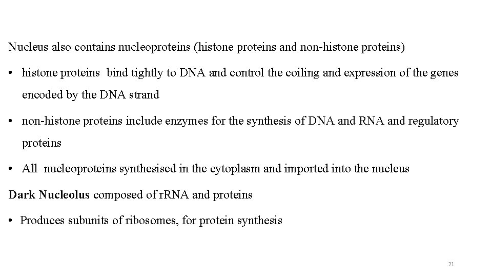 Nucleus also contains nucleoproteins (histone proteins and non-histone proteins) • histone proteins bind tightly