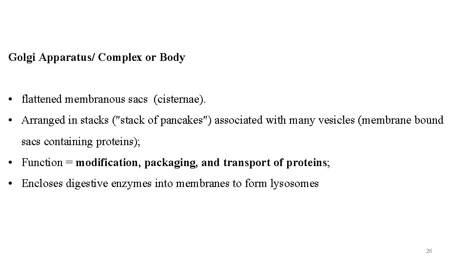 Golgi Apparatus/ Complex or Body • flattened membranous sacs (cisternae). • Arranged in stacks