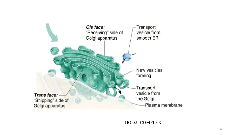 GOLGI COMPLEX 27 