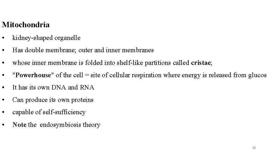 Mitochondria • kidney-shaped organelle • Has double membrane; outer and inner membranes • whose