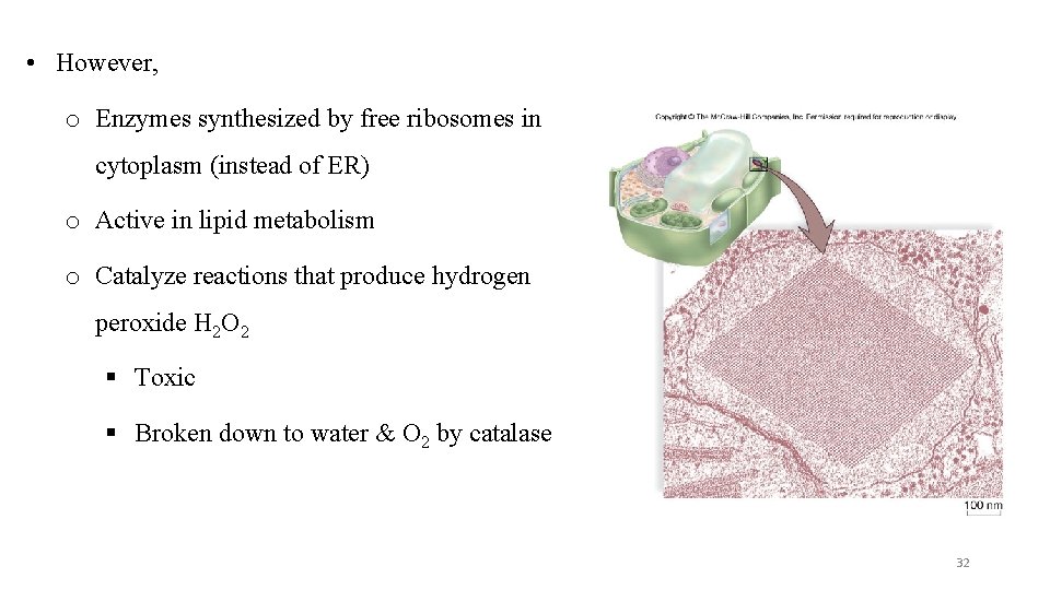  • However, o Enzymes synthesized by free ribosomes in cytoplasm (instead of ER)