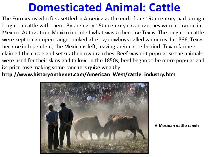 Domesticated Animal: Cattle The Europeans who first settled in America at the end of