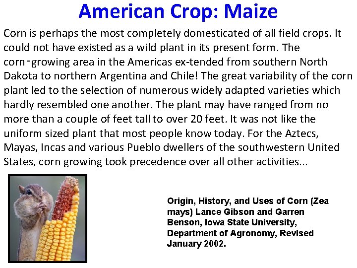 American Crop: Maize Corn is perhaps the most completely domesticated of all field crops.