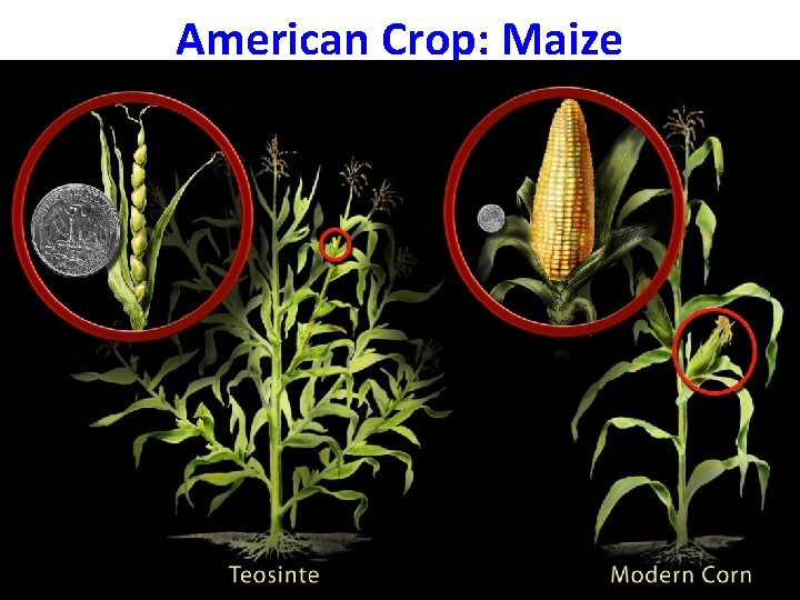 American Crop: Maize 