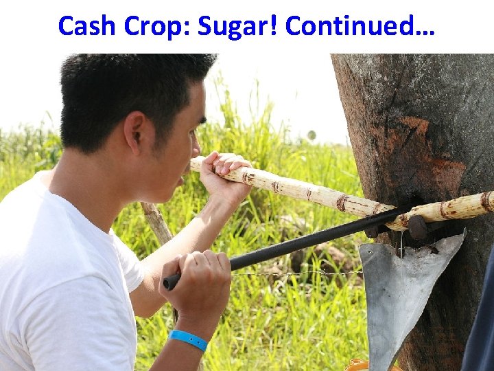 Cash Crop: Sugar! Continued… 