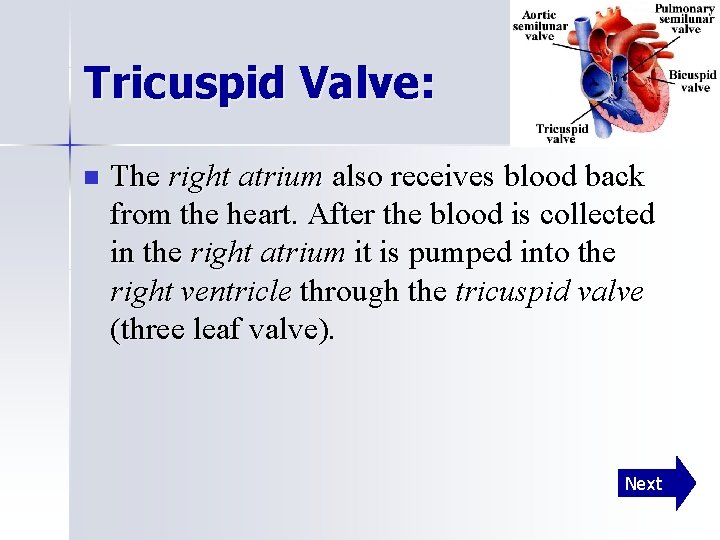 Tricuspid Valve: n The right atrium also receives blood back from the heart. After