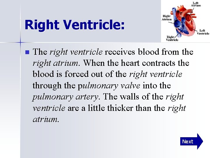 Right Ventricle: n The right ventricle receives blood from the right atrium. When the