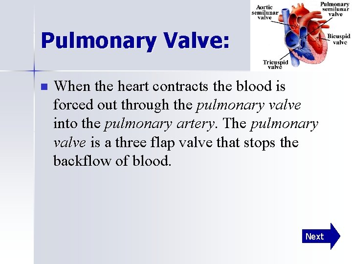 Pulmonary Valve: n When the heart contracts the blood is forced out through the