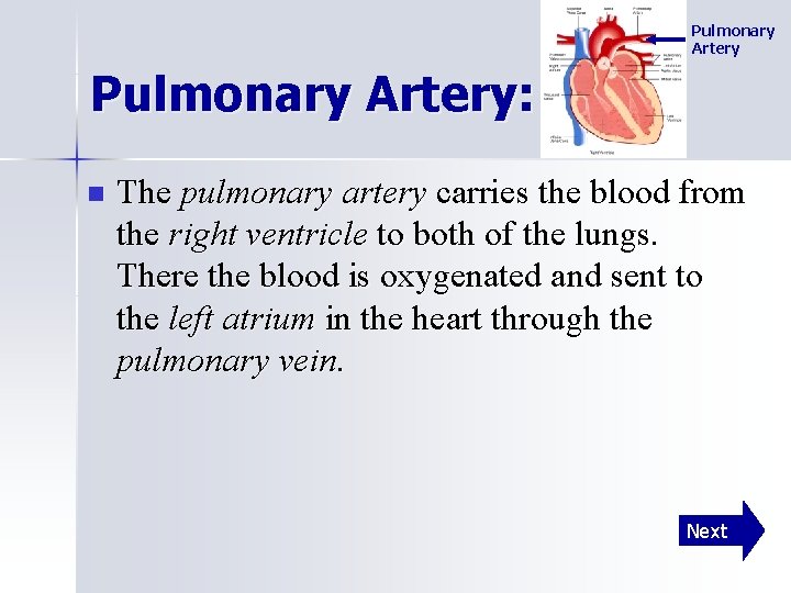 Pulmonary Artery: n The pulmonary artery carries the blood from the right ventricle to