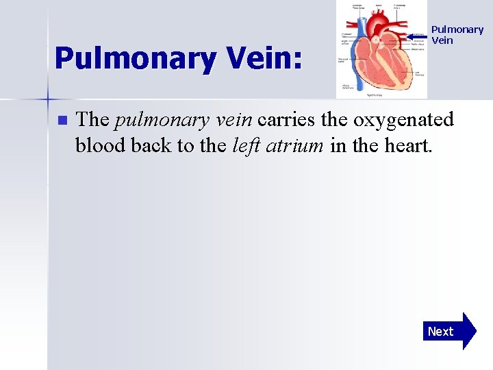 Pulmonary Vein: n Pulmonary Vein The pulmonary vein carries the oxygenated blood back to
