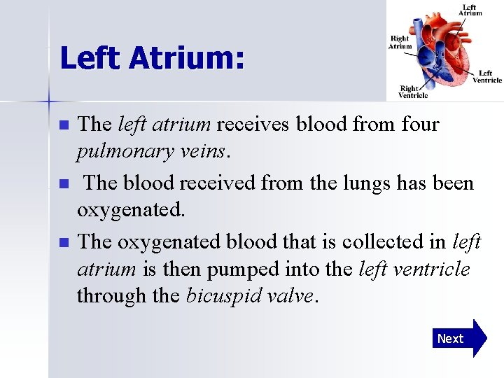 Left Atrium: n n n The left atrium receives blood from four pulmonary veins.
