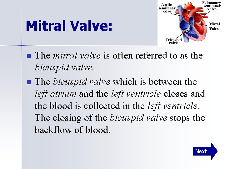 Mitral Valve: Mitral Valve The mitral valve is often referred to as the bicuspid