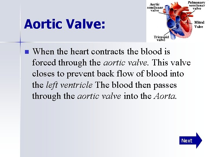 Aortic Valve: n Mitral Valve When the heart contracts the blood is forced through