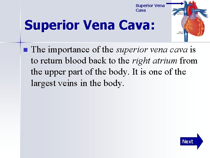 Superior Vena Cava: n The importance of the superior vena cava is to return