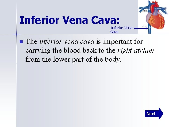 Inferior Vena Cava: Inferior Vena Cava n The inferior vena cava is important for