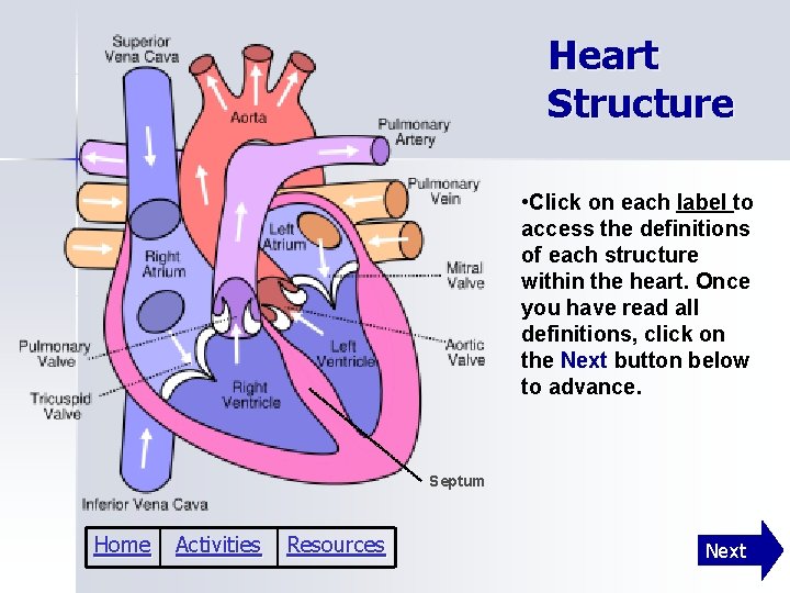 Heart Structure • Click on each label to access the definitions of each structure
