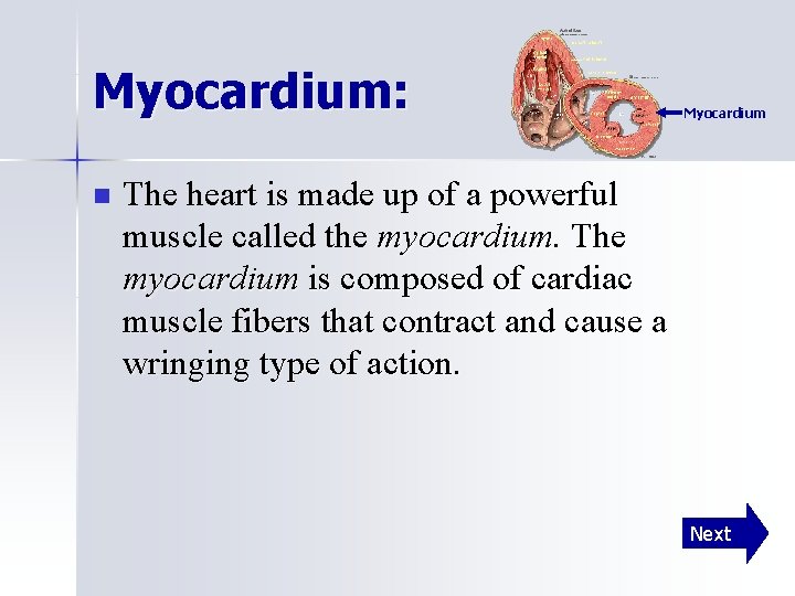 Myocardium: n Myocardium The heart is made up of a powerful muscle called the