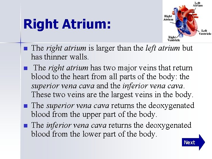 Right Atrium: n n The right atrium is larger than the left atrium but