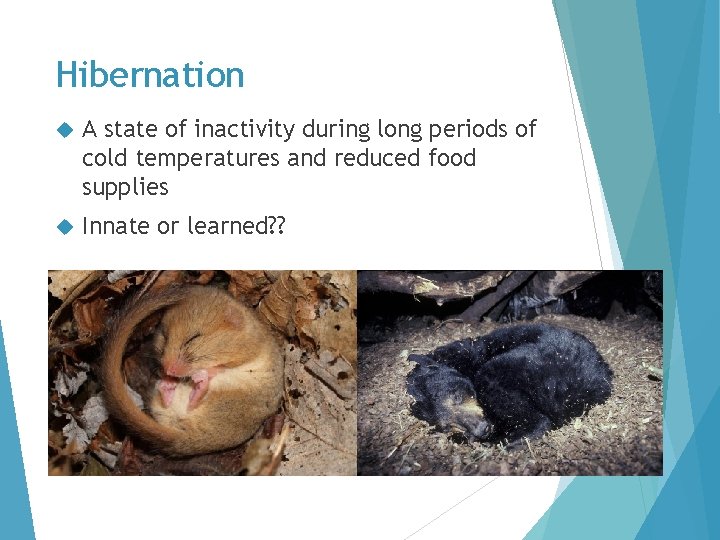 Hibernation A state of inactivity during long periods of cold temperatures and reduced food Hibernation A state of inactivity during long periods of cold temperatures and reduced food
