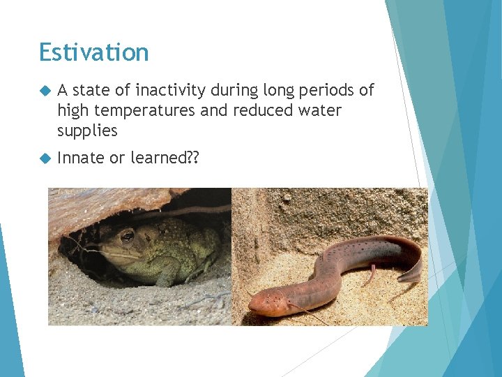Estivation A state of inactivity during long periods of high temperatures and reduced water Estivation A state of inactivity during long periods of high temperatures and reduced water