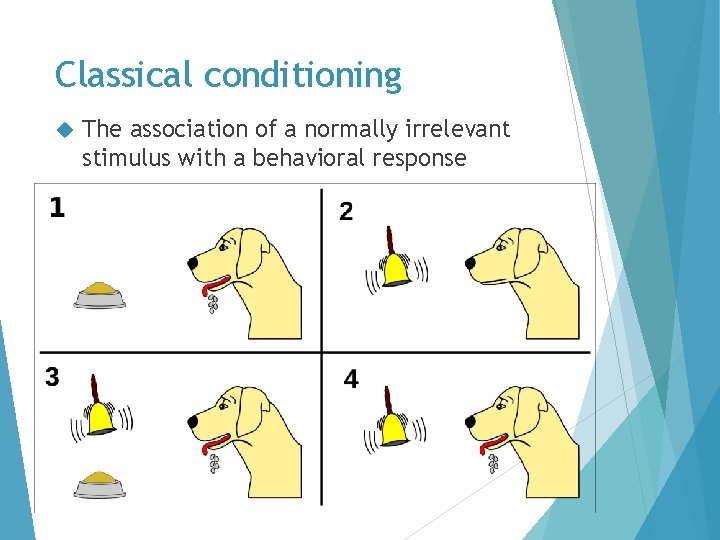 Classical conditioning The association of a normally irrelevant stimulus with a behavioral response 