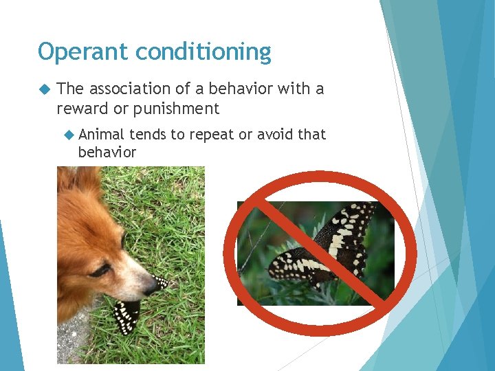 Operant conditioning The association of a behavior with a reward or punishment Animal tends