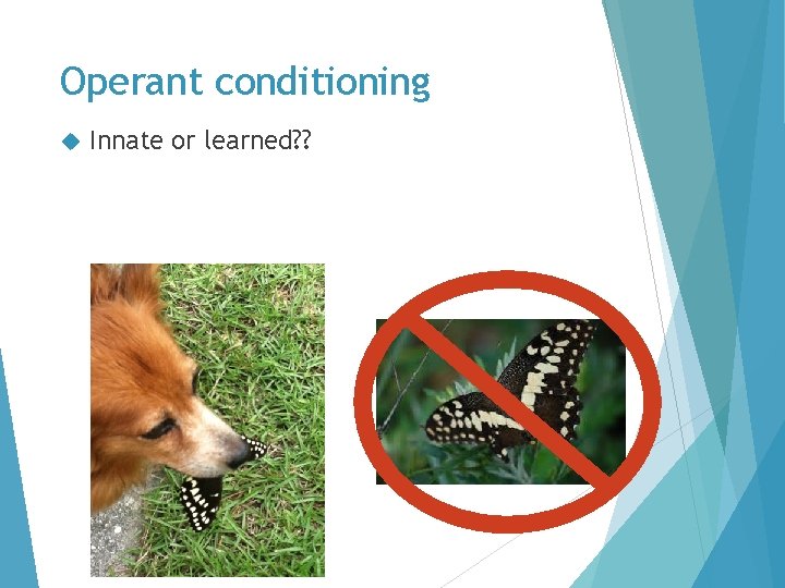 Operant conditioning Innate or learned? ? 