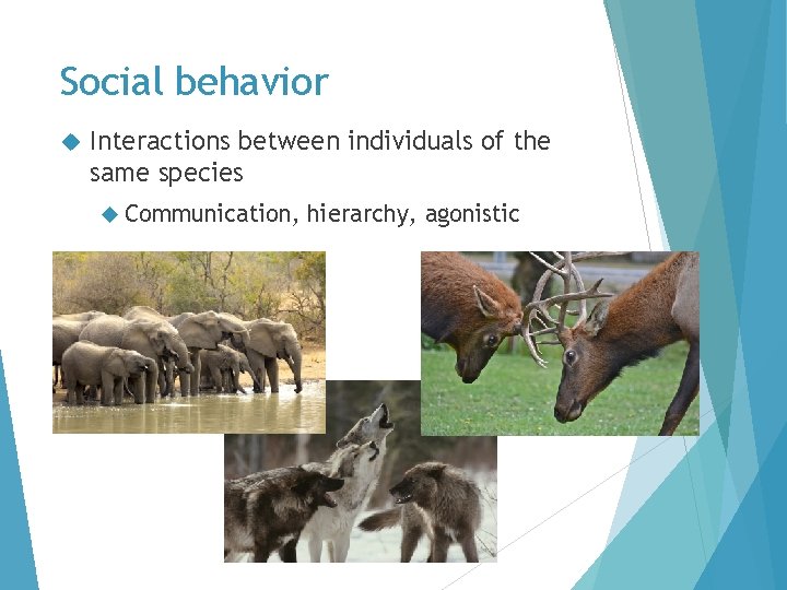 Social behavior Interactions between individuals of the same species Communication, hierarchy, agonistic 