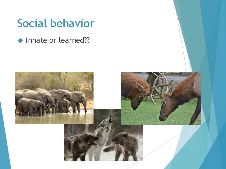 Social behavior Innate or learned? ? 