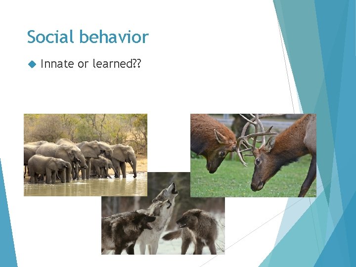 Social behavior Innate or learned? ? Social behavior Innate or learned? ?